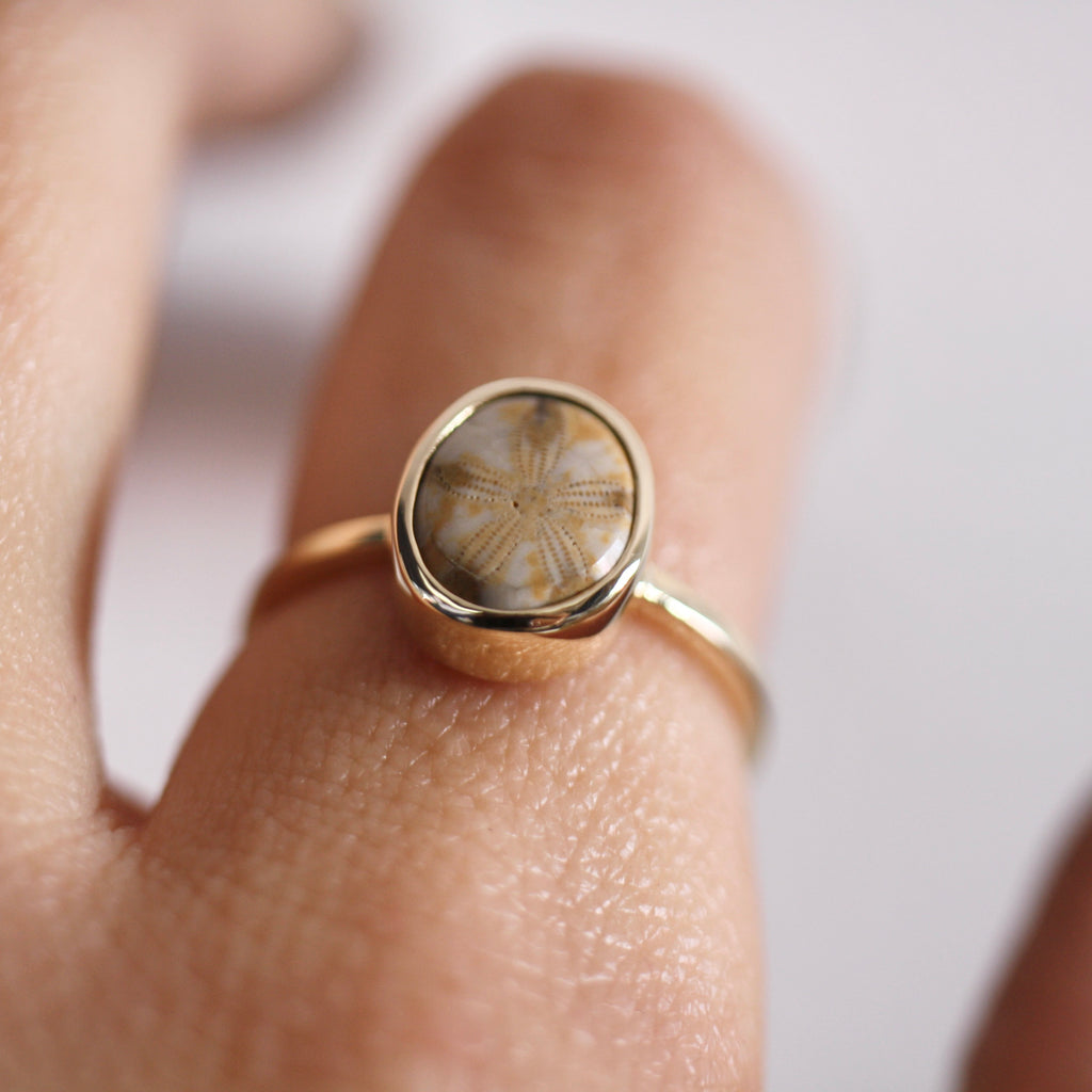9ct Yellow Gold Fossilised Pansy Shell Ring (Edition 2)